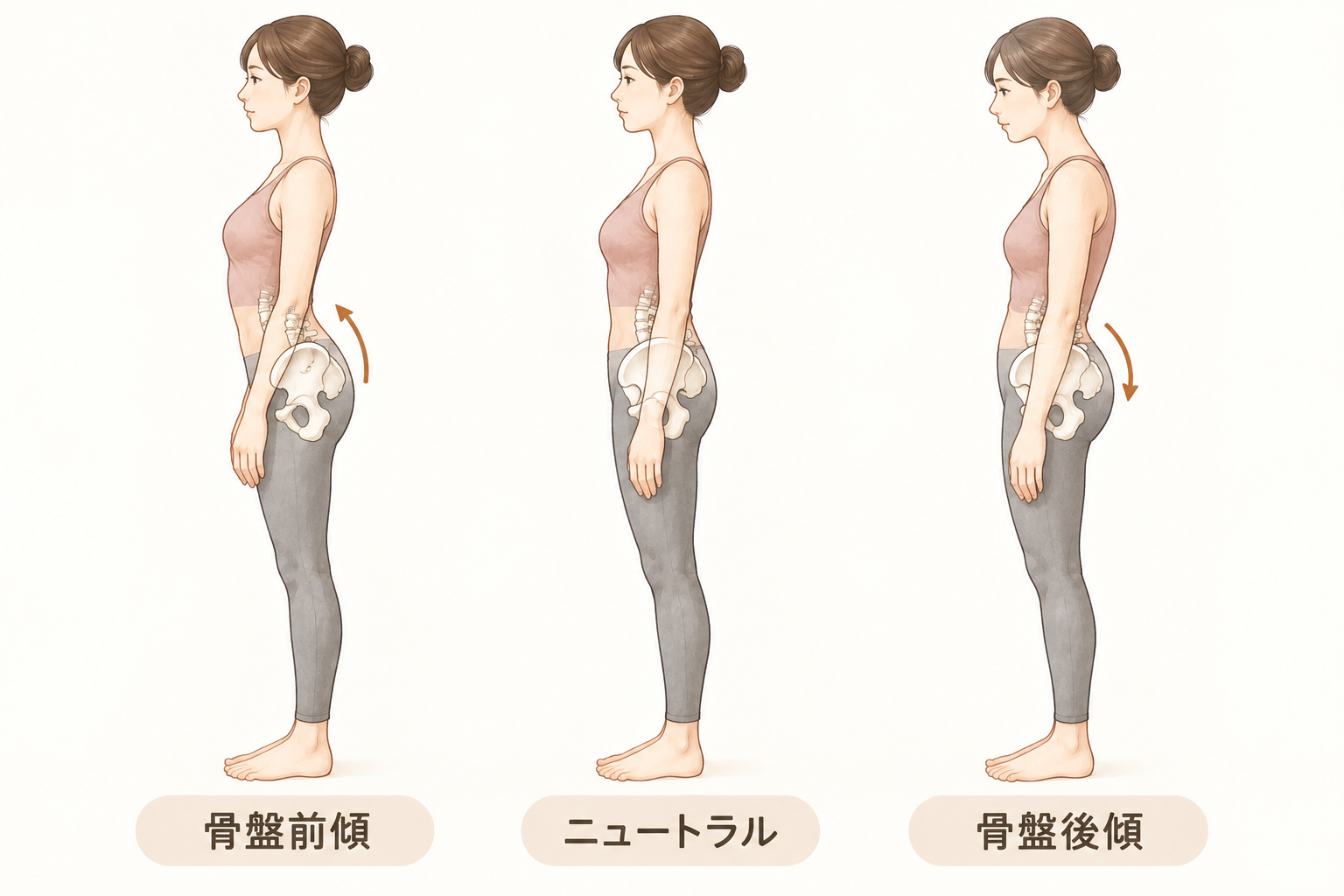 骨盤の前傾・後傾のイラスト